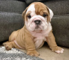 Photo №2 to announcement № 121602 for the sale of english bulldog - buy in Austria private announcement