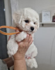 Additional photos: Bichon Friesian puppies