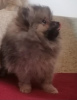 Photo №4. I will sell pomeranian in the city of Kragujevac. breeder - price - negotiated