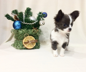 Photo №2 to announcement № 4547 for the sale of chihuahua - buy in Russian Federation breeder