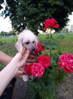 Additional photos: Chinese crested puppies
