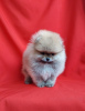 Photo №2 to announcement № 41787 for the sale of pomeranian - buy in Russian Federation private announcement, breeder