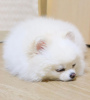 Photo №4. I will sell pomeranian in the city of London. from the shelter, breeder - price - 475$