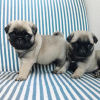 Photo №1. pug - for sale in the city of Kollmar | 312$ | Announcement № 24389
