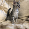 Additional photos: EGYPTIAN MAU KITTENS