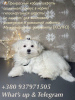 Photo №2 to announcement № 87218 for the sale of maltese dog - buy in Moldova 