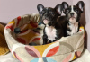 Photo №4. I will sell french bulldog in the city of Москва. from nursery - price - negotiated