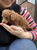 Photo №1. poodle (toy) - for sale in the city of Берлинген | 400$ | Announcement № 90882