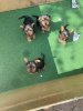 Photo №3. Yorkshire terrier puppies for sale ready now. Germany