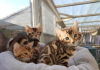 Photo №1. bengal cat - for sale in the city of Namur | 317$ | Announcement № 38138