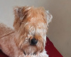 Photo №1. irish terrier - for sale in the city of Велико-Тырново | 528$ | Announcement № 40216