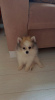 Photo №2 to announcement № 20304 for the sale of pomeranian - buy in Georgia private announcement