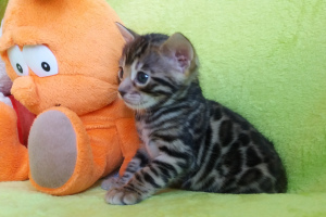 Photo №3. Bengal kitten. Belarus