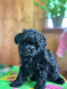 Photo №2 to announcement № 118895 for the sale of poodle (toy) - buy in Spain private announcement, breeder