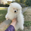 Photo №3. Pomeranian puppies. Germany