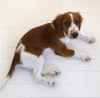 Photo №2 to announcement № 94426 for the sale of welsh springer spaniel - buy in Lithuania private announcement