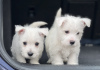 Photo №1. west highland white terrier - for sale in the city of Дортмунд | negotiated | Announcement № 48632