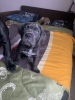 Photo №1. cane corso - for sale in the city of Minsk | negotiated | Announcement № 38261