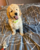 Photo №2 to announcement № 76209 for the sale of golden retriever - buy in United States private announcement