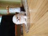 Photo №3. Pomeranian puppy girl. Ukraine