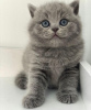 Photo №1. british shorthair - for sale in the city of Berlin | 300$ | Announcement № 90833
