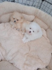 Photo №2 to announcement № 41145 for the sale of pomeranian - buy in Russian Federation private announcement