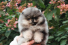 Photo №2 to announcement № 70997 for the sale of non-pedigree dogs - buy in Luxembourg breeder