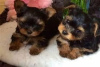 Photo №1. yorkshire terrier - for sale in the city of Chino Valley | 340$ | Announcement № 127717