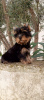 Photo №3. We offer Yorkshire Terrier puppies. Turkey