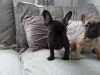 Photo №2 to announcement № 99951 for the sale of french bulldog - buy in Germany private announcement