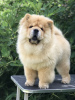 Additional photos: Chow Chow puppies for sale!