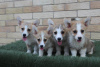 Additional photos: Welsh Corgi Pembroke puppies