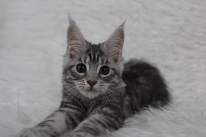 Photo №4. I will sell maine coon in the city of Minsk. private announcement - price - 326$