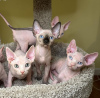 Photo №3. Pedigree Sphynx male and female kittens. Germany