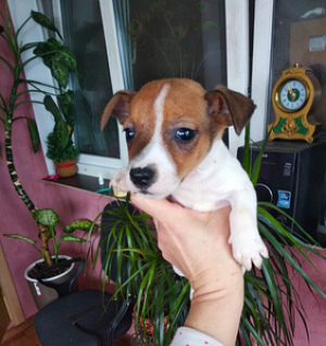 Photo №1. jack russell terrier - for sale in the city of Minsk | 554$ | Announcement № 1164