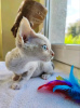 Photo №3. Kittens Devon Rex for sale Business Whatsapp ; 37256062792. Finland