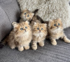 Photo №1. persian cat - for sale in the city of Waco | 250$ | Announcement № 96865