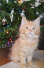 Photo №2 to announcement № 97917 for the sale of maine coon - buy in Germany private announcement