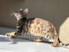 Additional photos: Bengal kitty