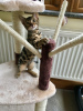 Photo №2 to announcement № 107606 for the sale of bengal cat - buy in Germany private announcement