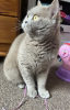 Photo №4. I will sell british shorthair in the city of Munich. private announcement - price - 269$