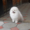 Photo №4. I will sell pomeranian in the city of Bielefeld. private announcement - price - 380$