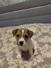 Photo №1. jack russell terrier - for sale in the city of Minsk | 800$ | Announcement № 25914
