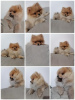 Additional photos: Purebred Pomeranian puppies BOO