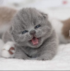 Photo №4. I will sell british shorthair in the city of Munich. private announcement, breeder - price - 269$