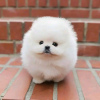 Photo №2 to announcement № 115145 for the sale of pomeranian - buy in Russian Federation private announcement