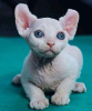 Photo №1. sphynx cat - for sale in the city of Штутгарт | 201$ | Announcement № 123677