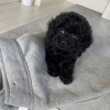 Photo №4. I will sell poodle (toy) in the city of Антверпен. private announcement, breeder - price - 370$