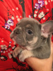 Photo №1. french bulldog - for sale in the city of Москва | 1350$ | Announcement № 14091