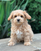 Photo №3. maltipoo. Germany